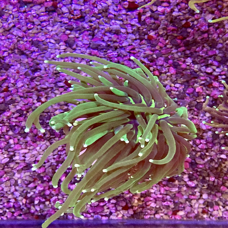 Euphyllia sp. Torch Green/Neon Green , large