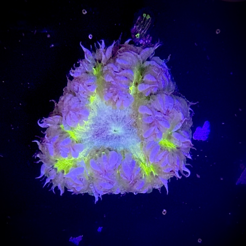 Rockflower anemone, Ultra neon yellow