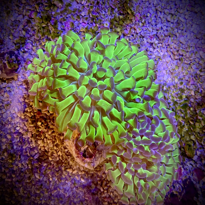 Euphyllia paradivisa neon green two tone