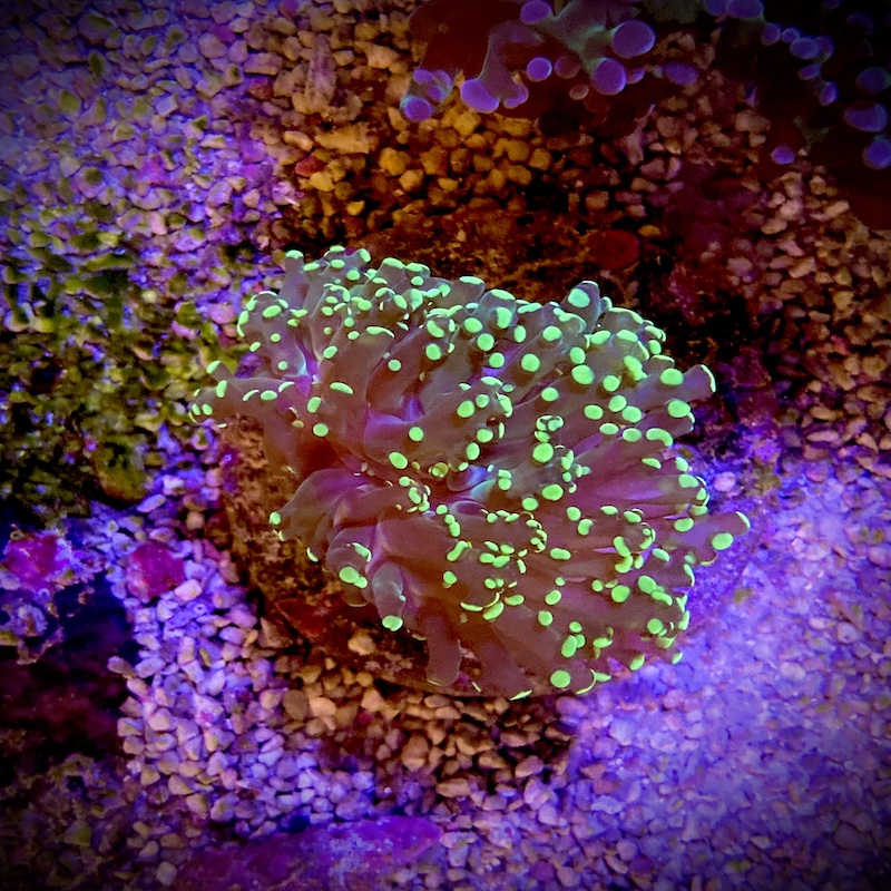 Euphyllia Divisa neon grön