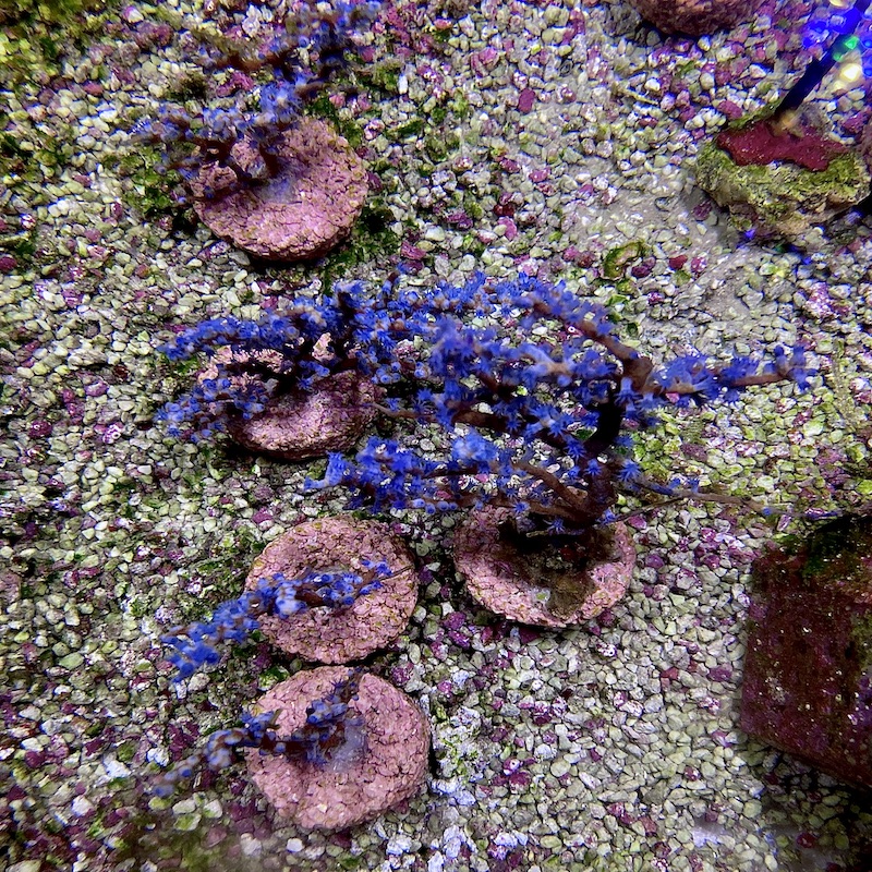 Gorgonian sp blueberry