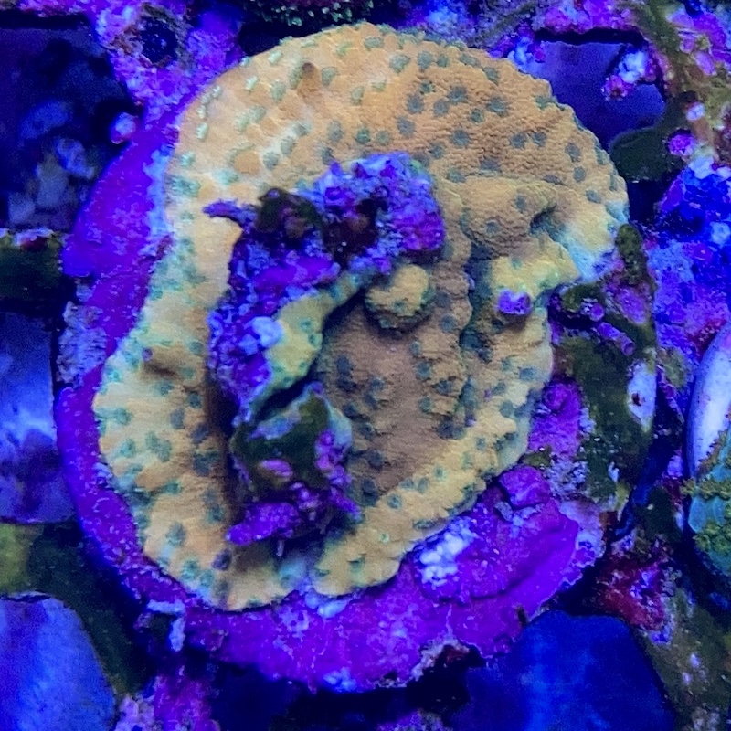 Montipora Goldrush