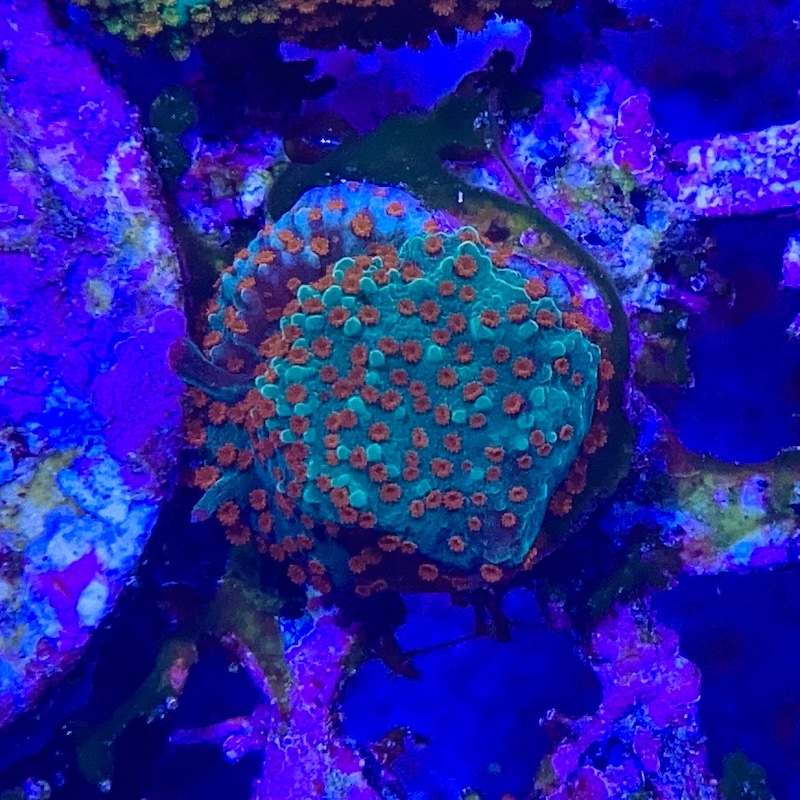 Montipora Chili pepper