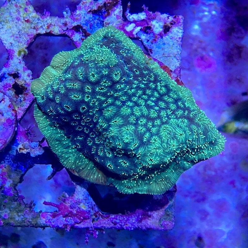 Pavona Maldiviensis neon Green