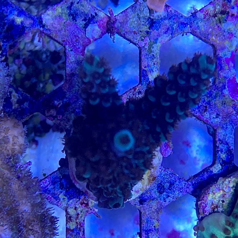 Acropora Blue staghorn