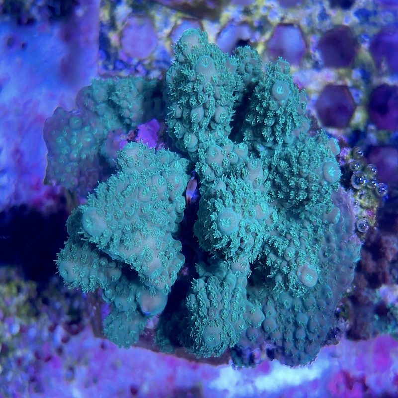 Acropora Humilis Green