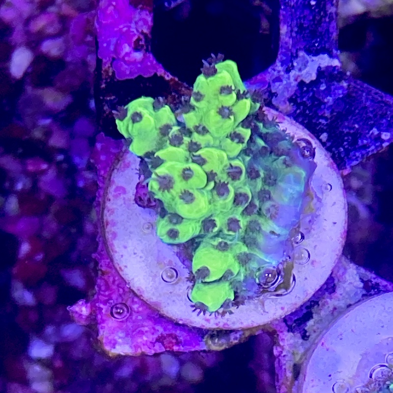 Acropora Pikachu