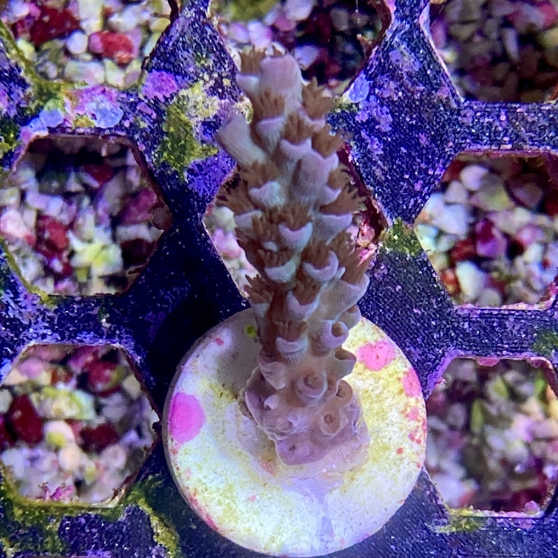 Acropora sp