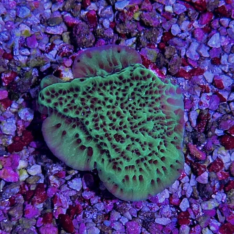 Montipora Jedi mindtrick