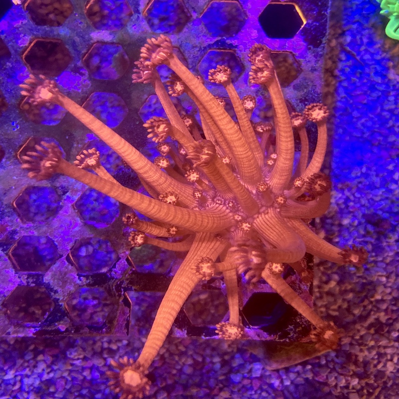 Goniopora Ultra Red