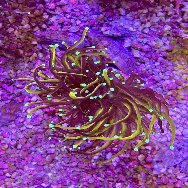 euphyllia glabrescens torch Gold