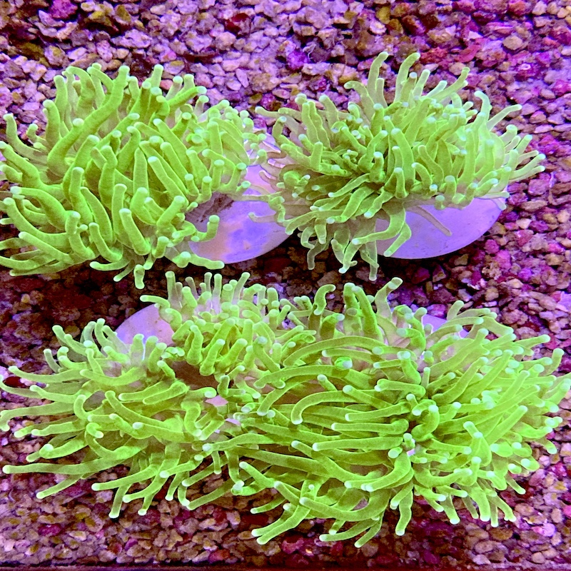 euphyllia glabrescens, Ultra neon green