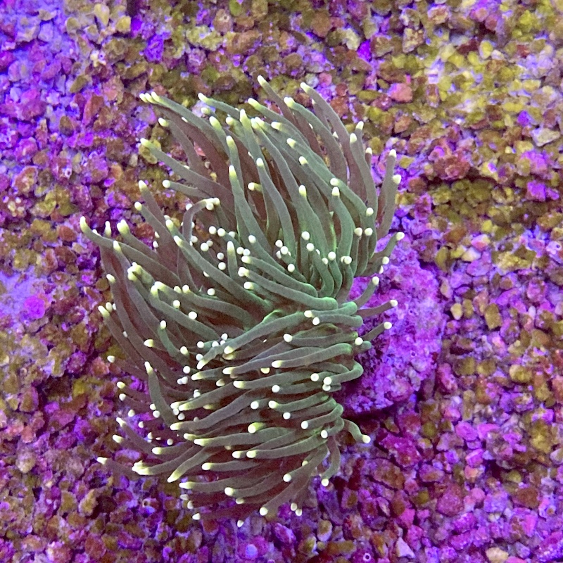 euphyllia glabrescens, green yellow tips,