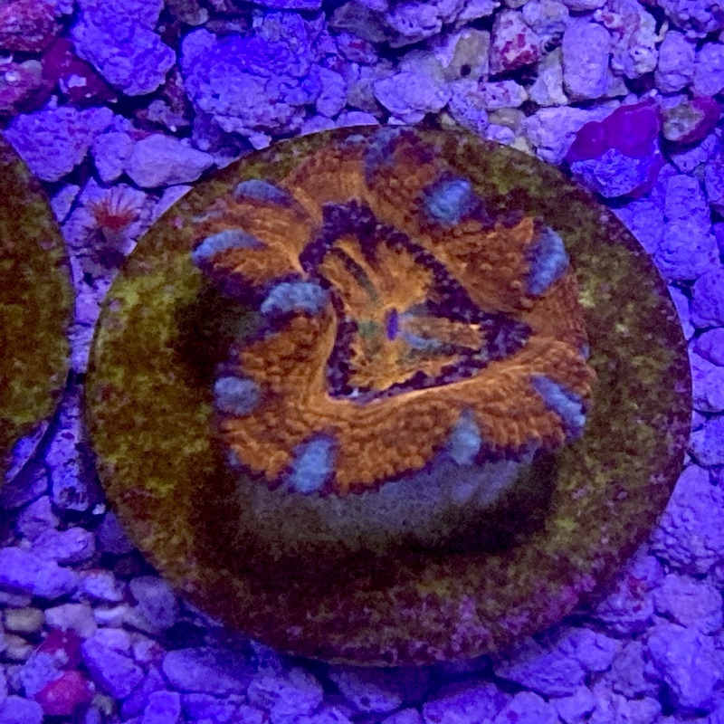 Acanthastrea lordhowensis rainbow