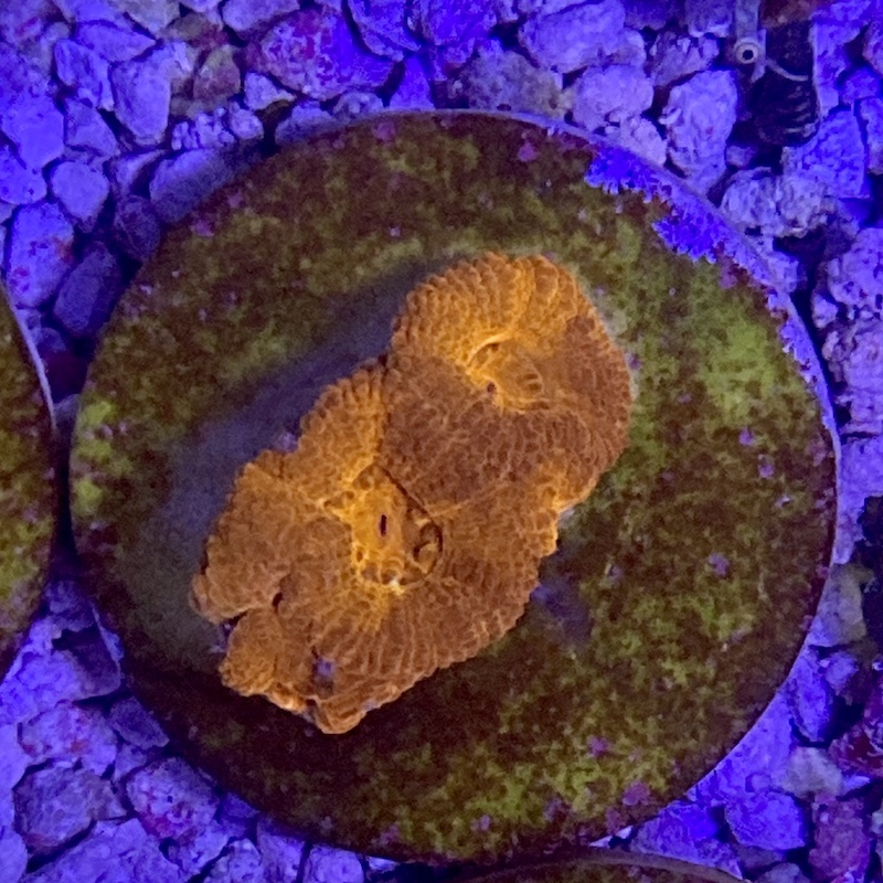 Acanthastrea lordhowensis Red/orange