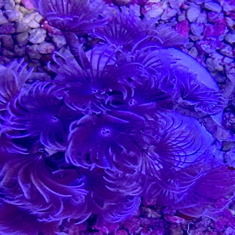 Feather duster cluster purple