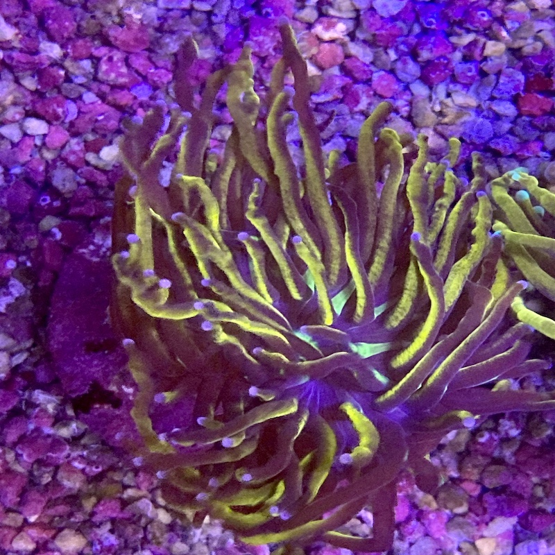 Euphyllia glabrescens New York Nicks