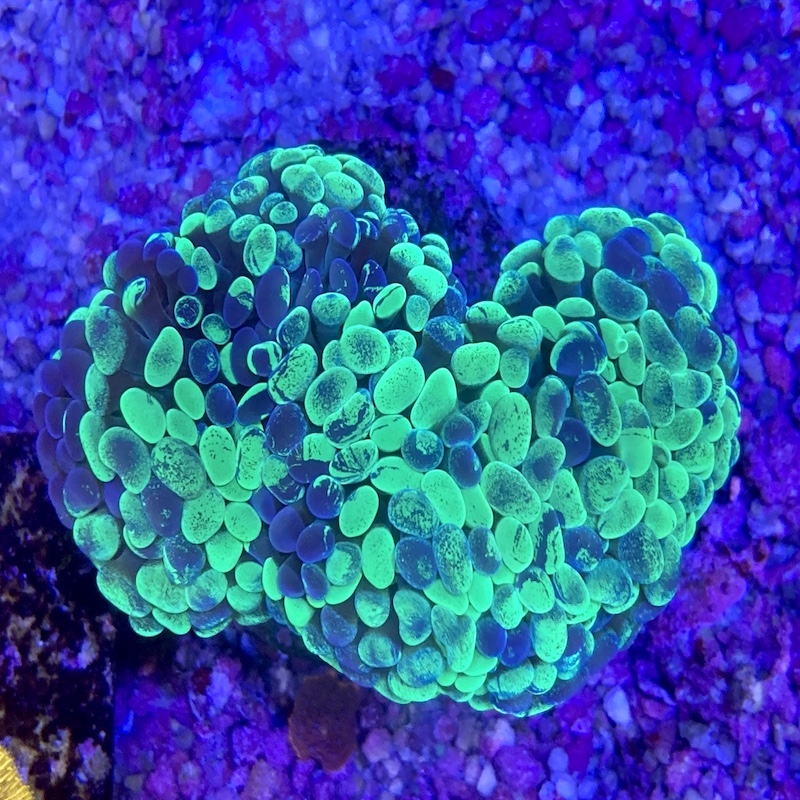 Euphyllia Paraancora Neon Blotch