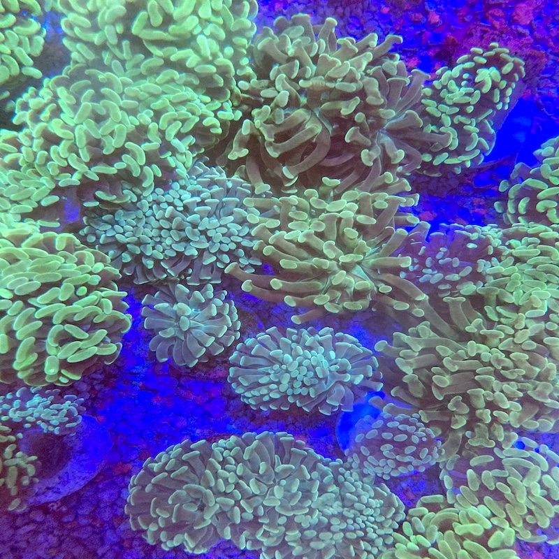Euphyllia Paraancora Green our choice