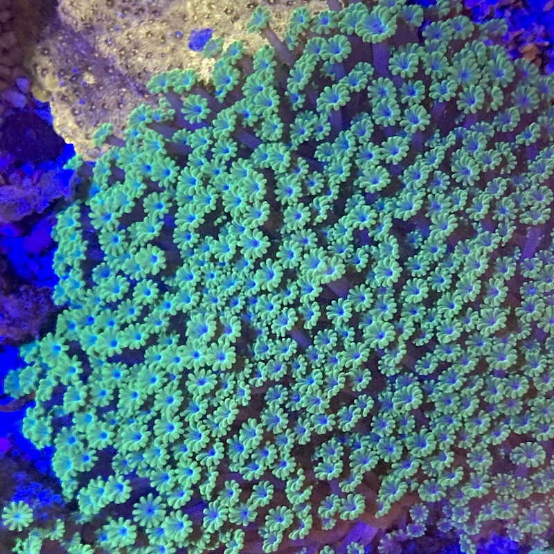 Alveopora Neon green blue tip