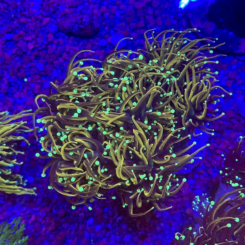 Euphyllia Dragon soul