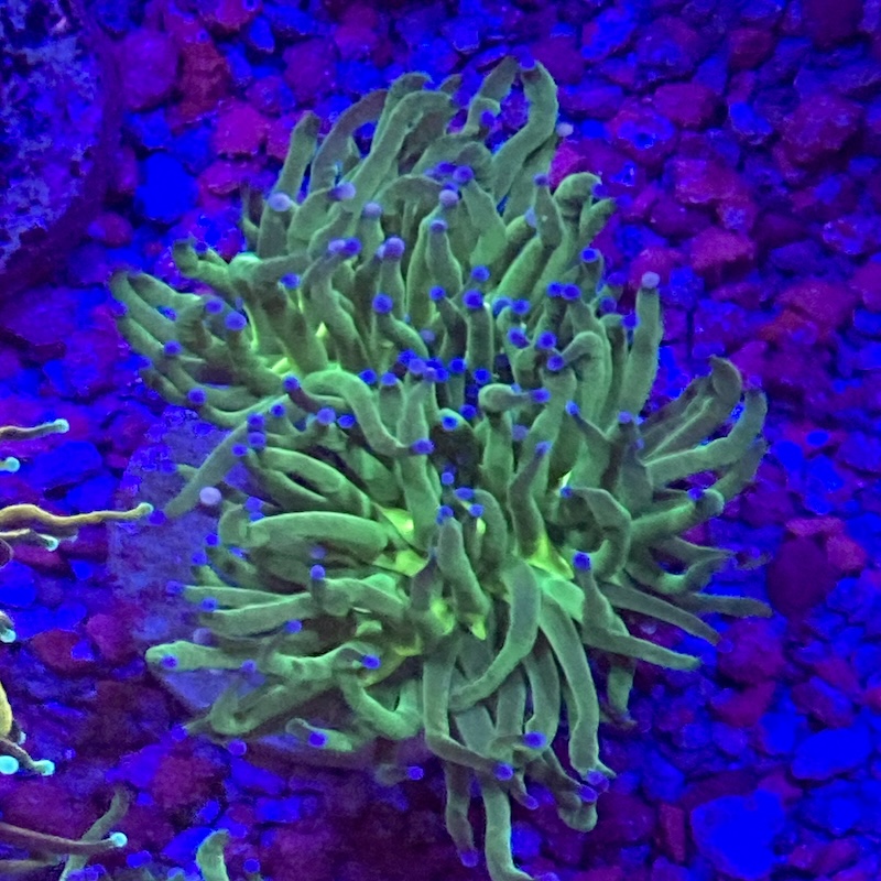 Euphyllia Blueberry