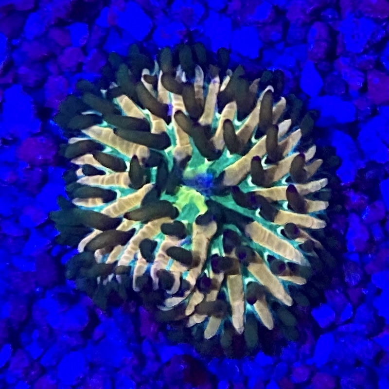 Rainbow Fungia