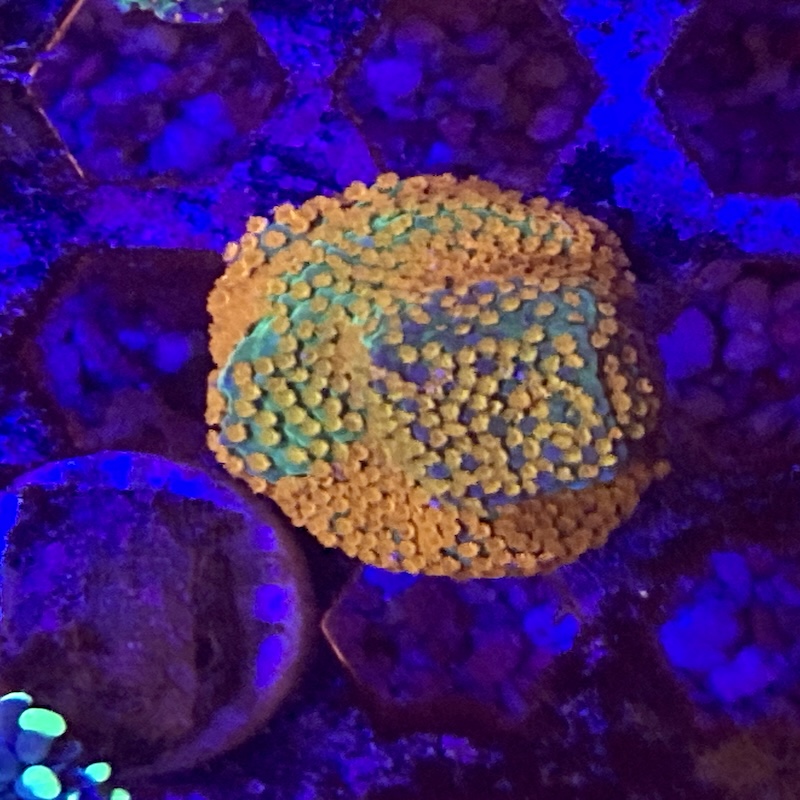Montipora Rainbow