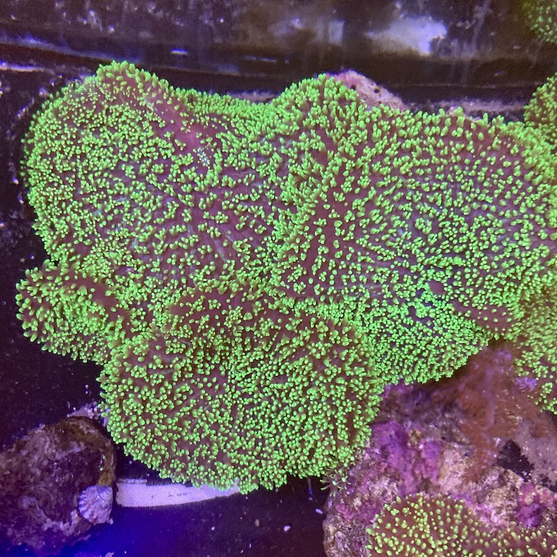 Rhodactis indoniensis neon green