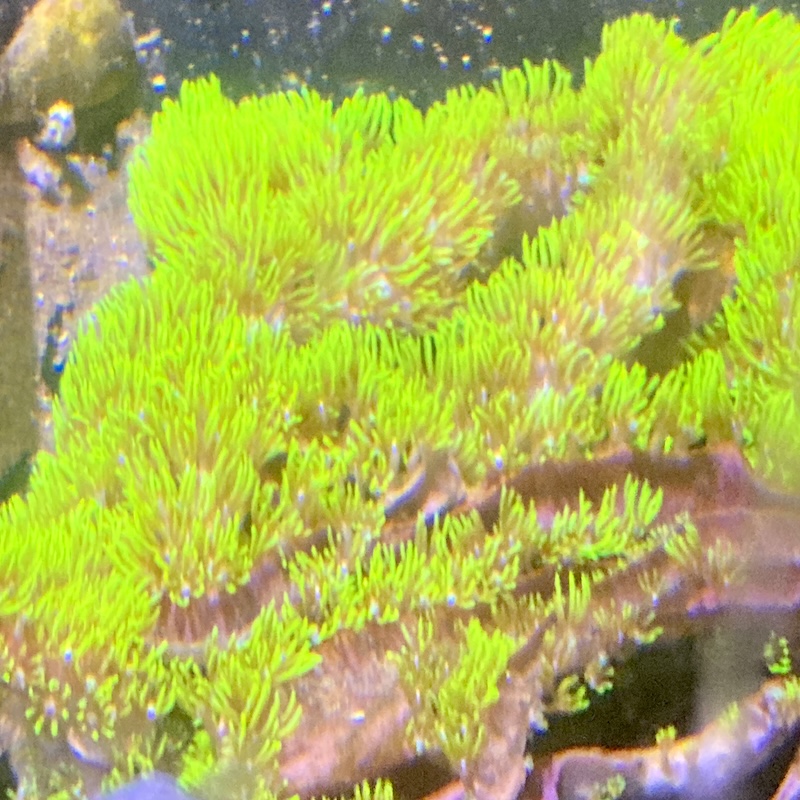 Briareum sp Branching neon green star polyp