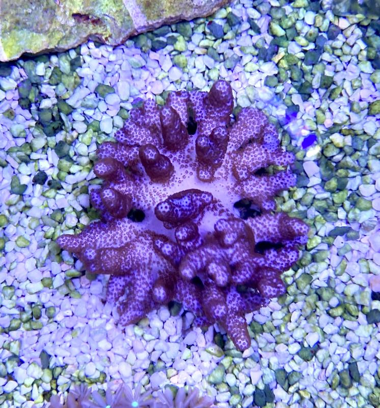 Cladiella sp. colt coral, lila