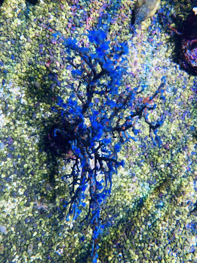 Blue Berry Gorgonian