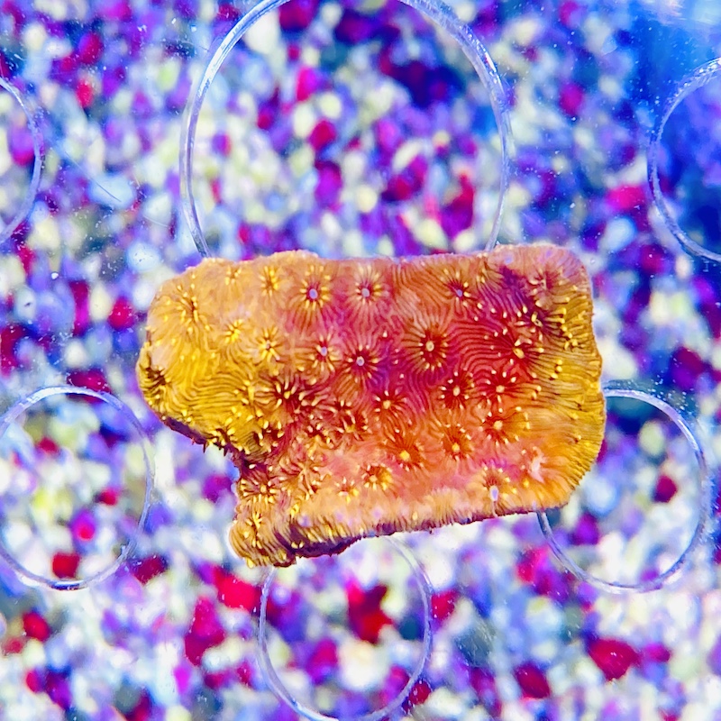 Pavona Maldivensis orange