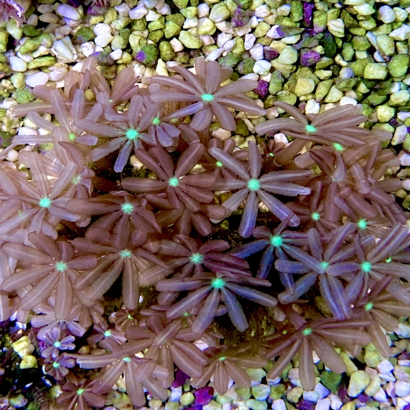 Knopia Sp, "jasmin coral"