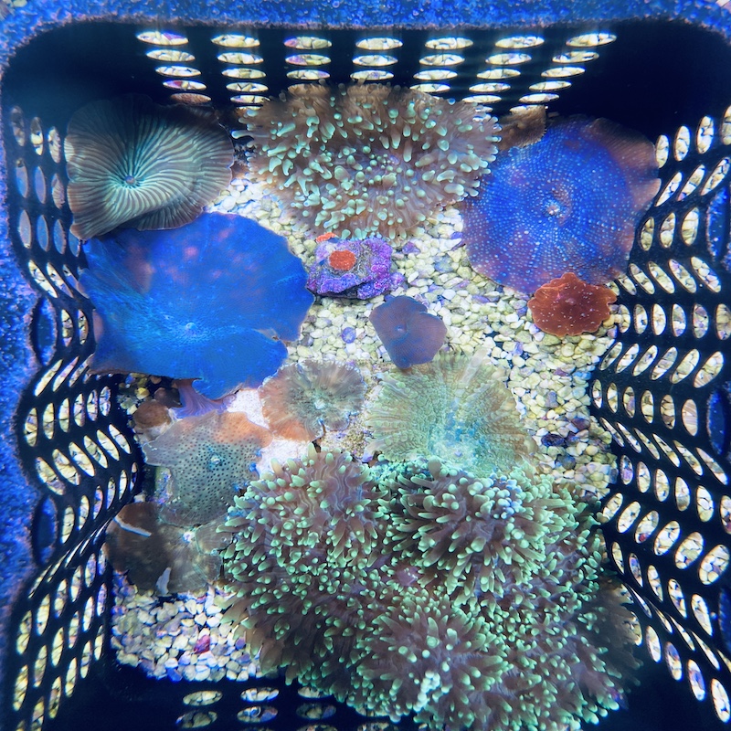 Discosoma/Rhodactis 3pack