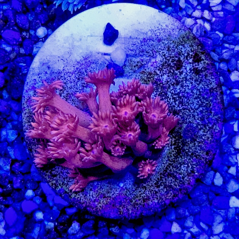 Ultra Goniopora pink