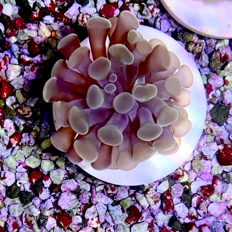 Euphyllia paraancora Orange