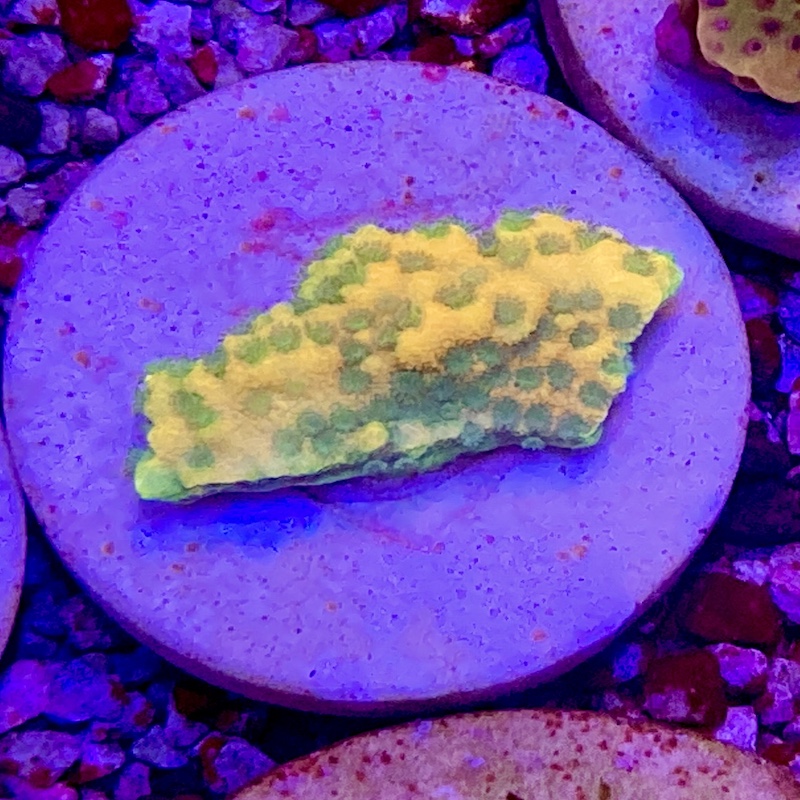 Montipora sp Ultra Gul, grön polyper