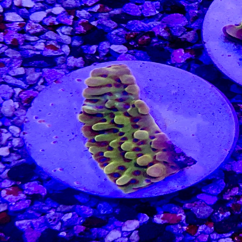 Montipora sp Ultra gul/orange blå polyper