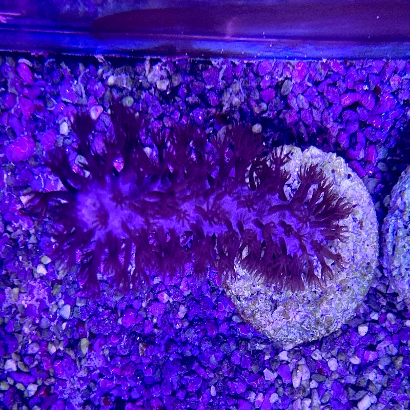 Plexaura Flexuosa, Purple Candelabra Sea Fan