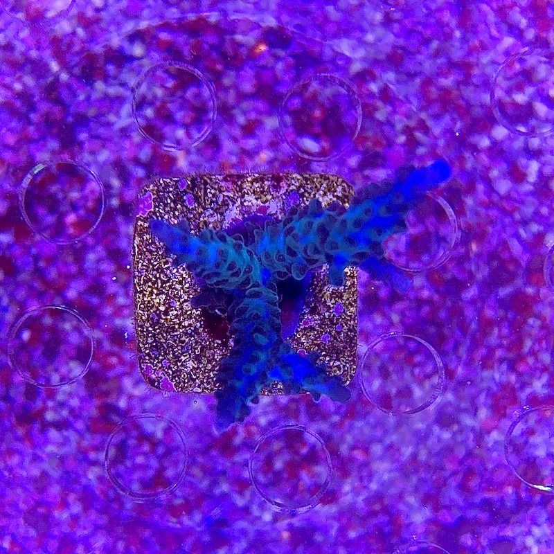 Acropora Formosa Blue