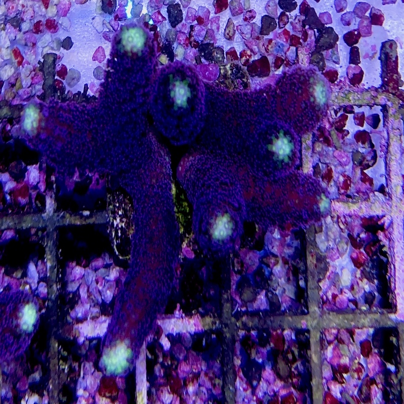 Stylophora pisttilata "milka" purple