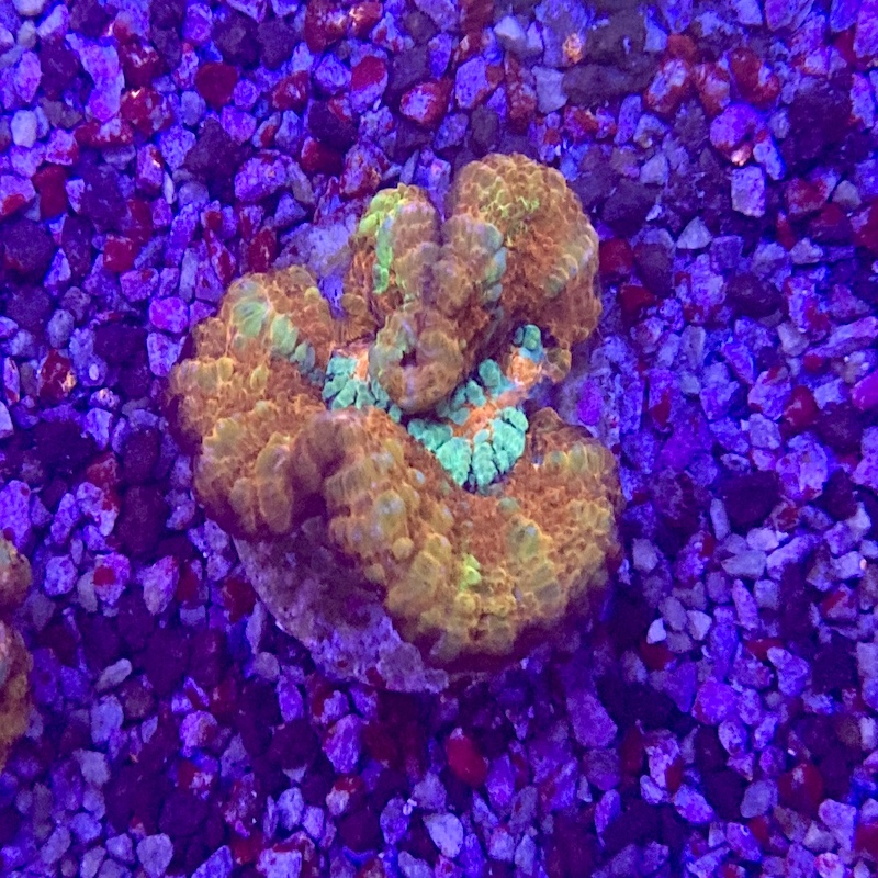 Ultra Astrophyllia wilsoni Aussie