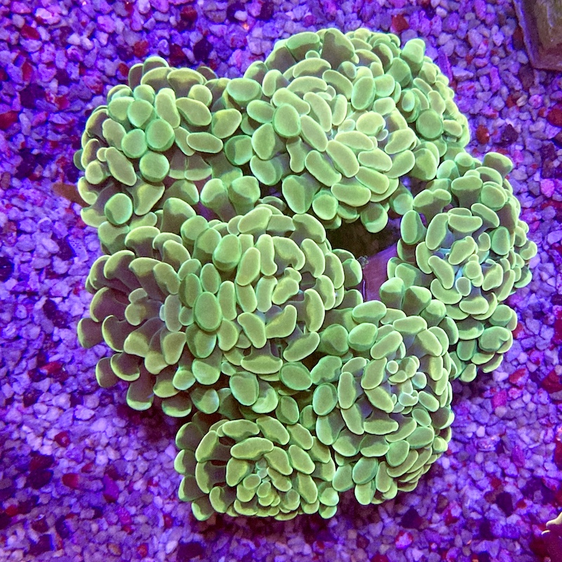 Euphyllia paraancora turkos pris per polyp