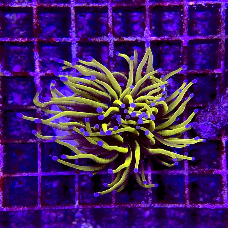 Euphyllia 24K ultra gold torch