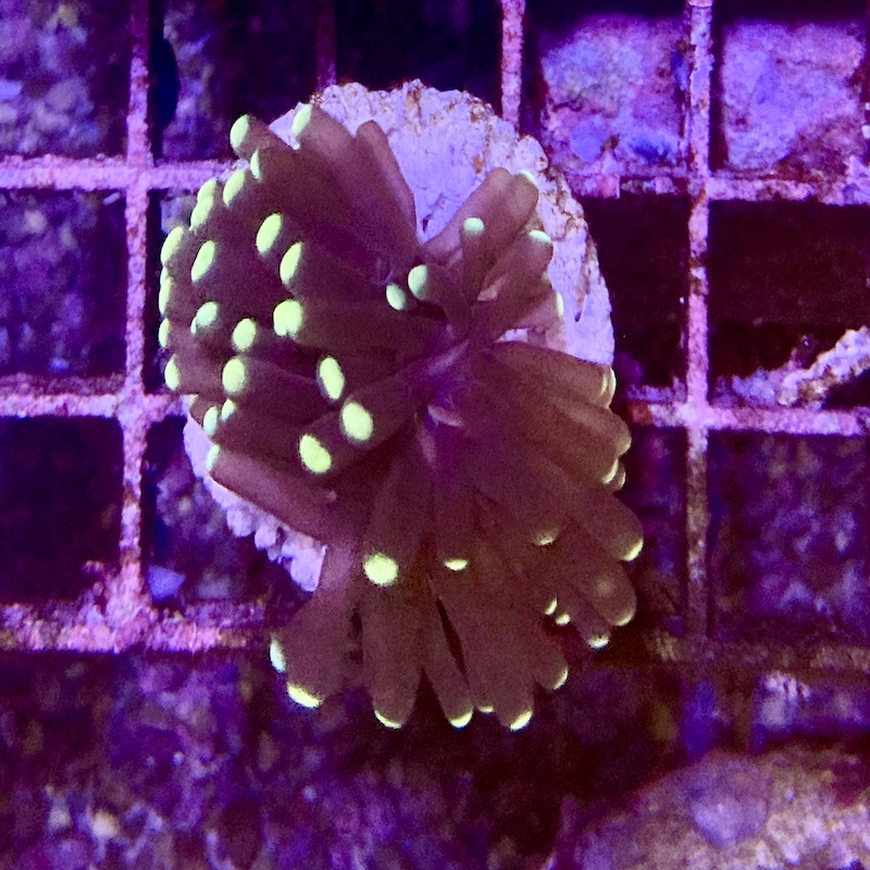 Euphyllia Torch Yellow top glabrescens sp