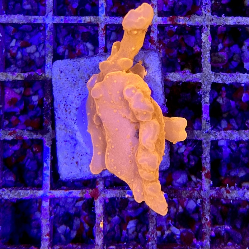 Montipora setosa