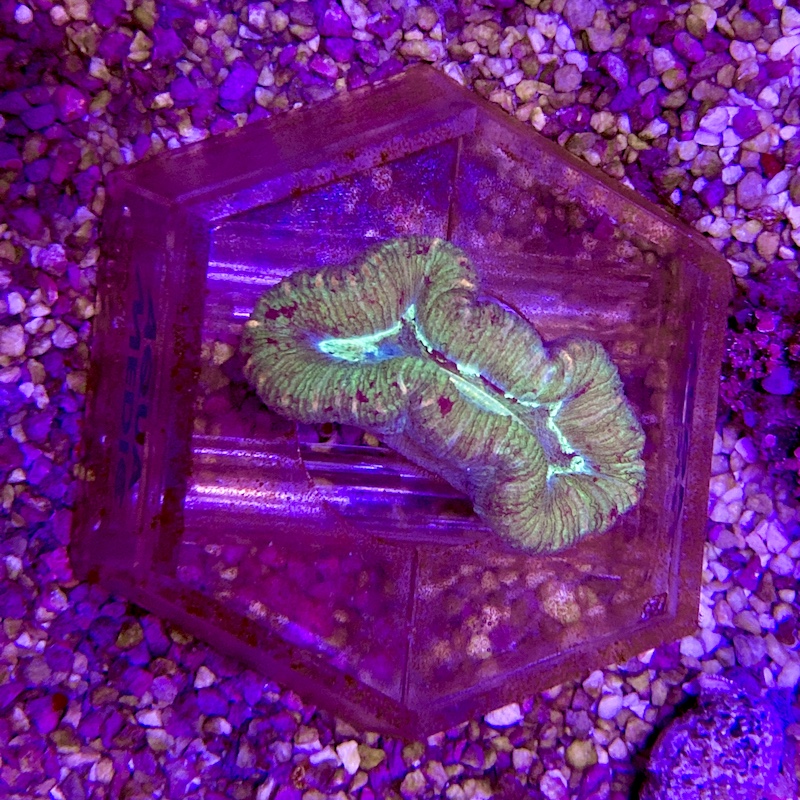 Trachyphyllia sp