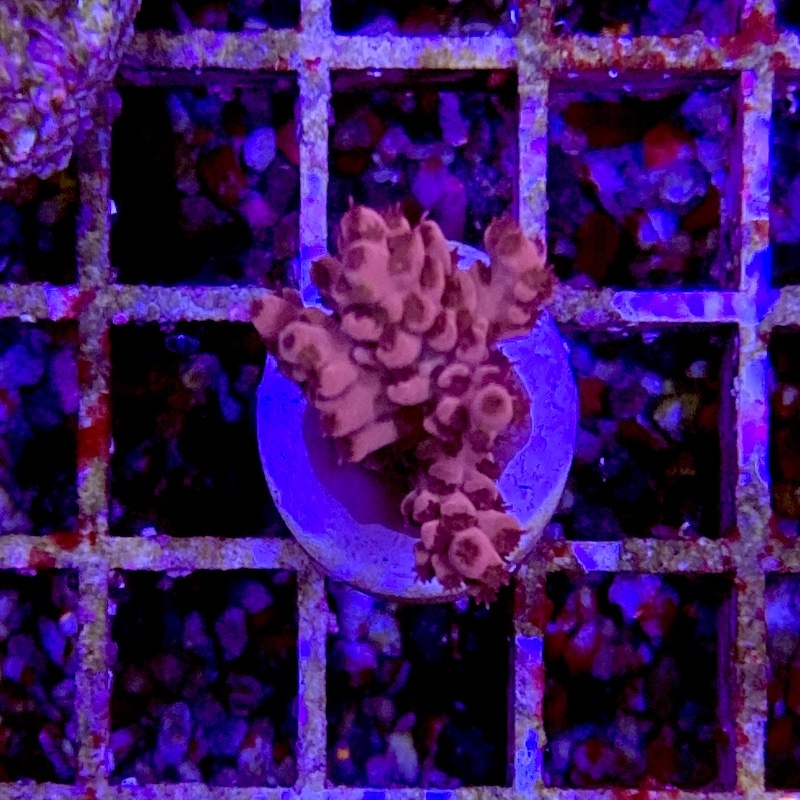 Acropora Ultra Red