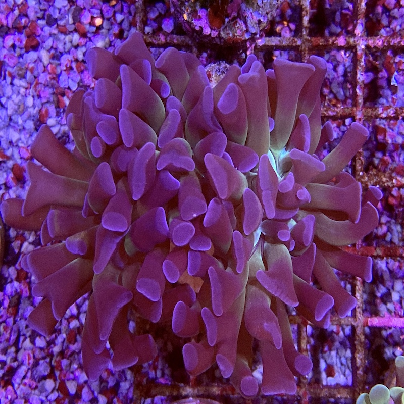 Euphyllia Paraancora Purple two tone, 2 polyps